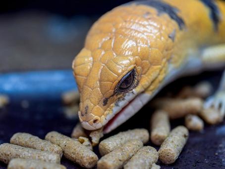 ピーターズバンデッドスキンクのアップの写真