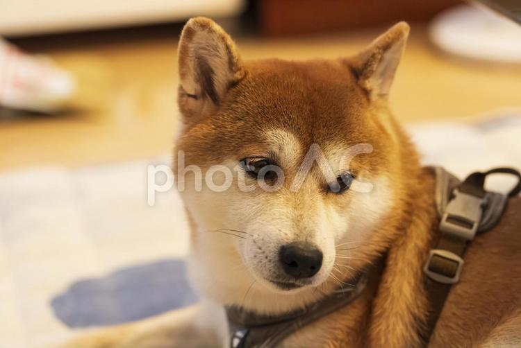 何かを発見して振り返る柴犬 柴犬,しばいぬ,日本犬の写真素材