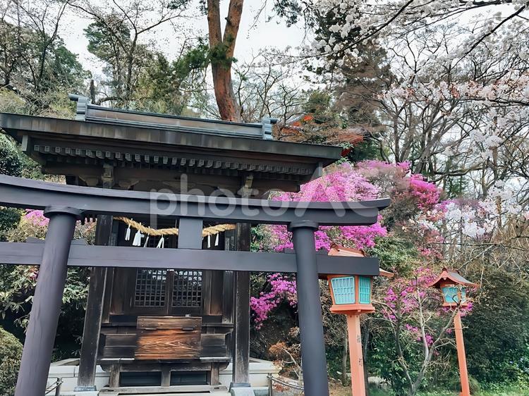 金鑚神社の社とミツバツツジ 風景,参拝,お参りの写真素材