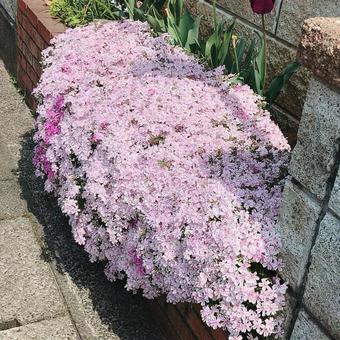 シバザクラの花壇 シバザクラの花壇の写真