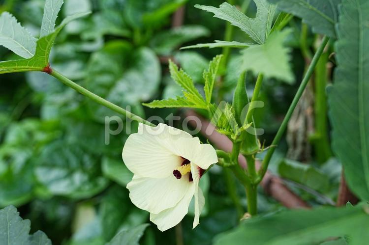 オクラの木と花 オクラ,健康,収穫の写真素材