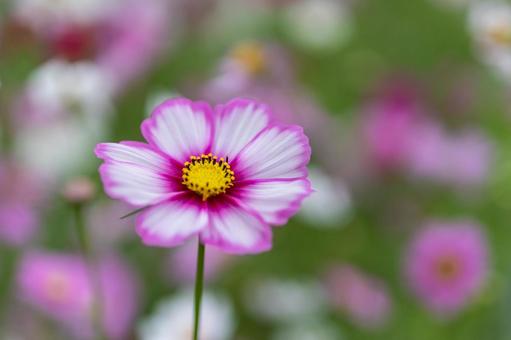 Cosmos field, pretty pink flowers, JPG