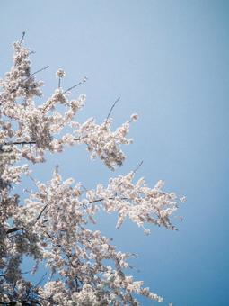 桜と青空 桜と青空 春,サクラ,さくらの写真素材