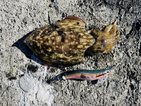 甲イカ コウイカ,イカ,釣りの写真素材