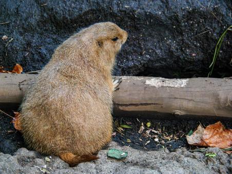 上野動物園のオグロプレーリードッグ 上野動物園のオグロプレーリードッグの写真
