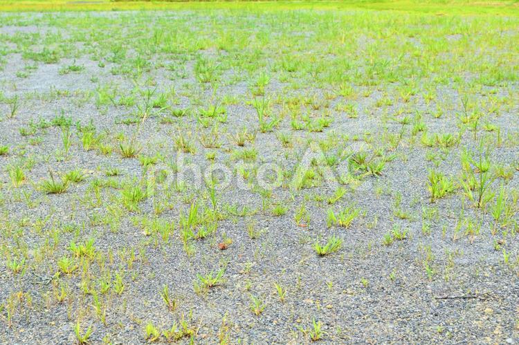 雑草の生えた砂地のテクスチャ背景素材の壁紙 自然,緑,砂の写真素材