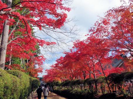 秋■紅葉 秋■紅葉の写真