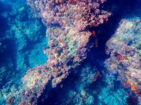 きれいな海底 きれいな海底 海底,海中,珊瑚礁の写真素材