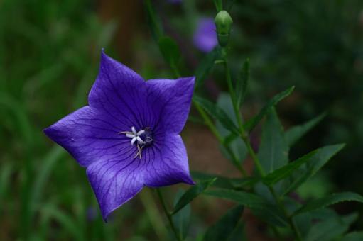 Photo, campanulaceae, flower, bellflower family, 