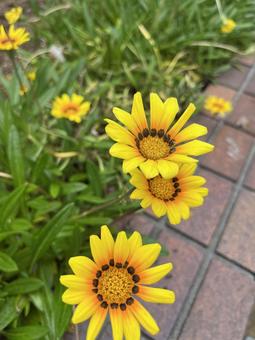 Gazania 1, JPG Gazania 1, JPG
