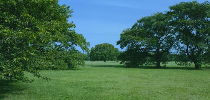 緑の公園　バナー素材 木,森,緑の写真素材
