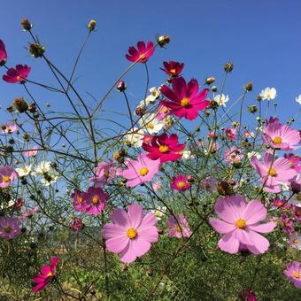 秋桜 秋桜 秋桜,秋,青空の写真素材