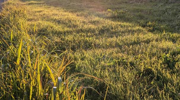 野原 野原,原っぱ,草むらの写真素材