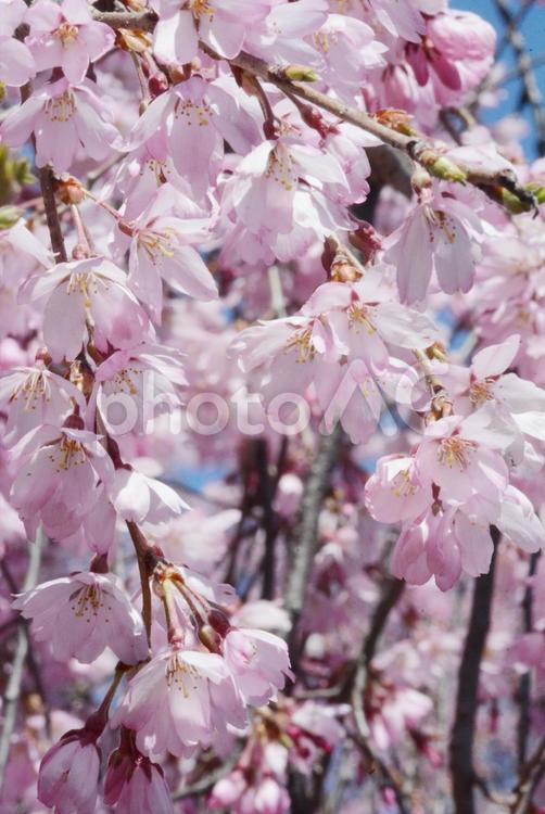 しだれ桜 植物,花,さくらの写真素材