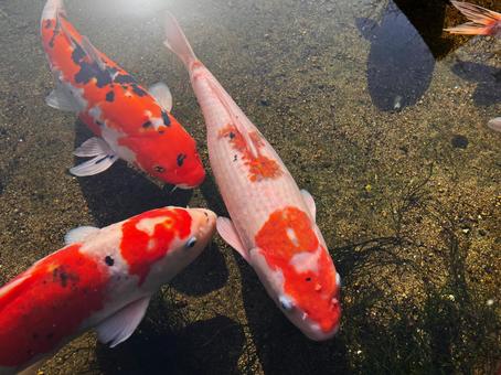 Photo, nishiki carp, carp, fish, 