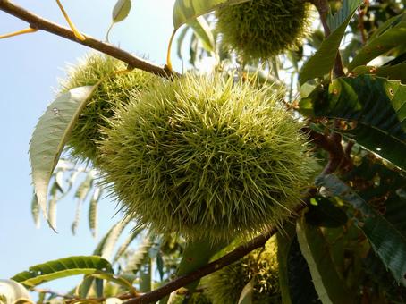 【植物写真】イガグリ(毬栗) 【植物写真】イガグリ(毬栗) イガグリ,毬栗,自然の写真素材