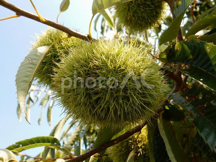 【植物写真】イガグリ（毬栗） イガグリ,毬栗,自然の写真素材