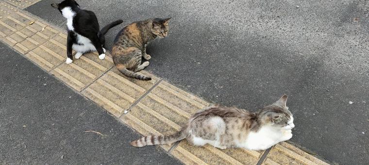3匹の猫 3匹の猫 猫,ネコ,catの写真素材