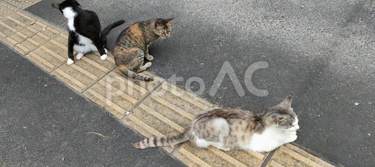 3匹の猫 猫,ネコ,catの写真素材
