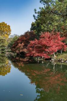 杭州・西湖 花港観魚 西湖,杭州,花港観魚の写真素材
