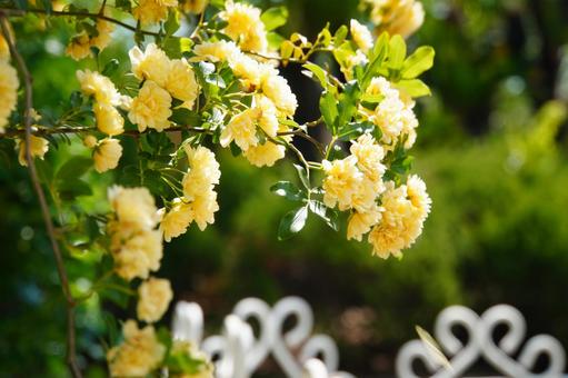 緑に囲まれて咲くモッコウバラ モッコウバラ,花,春の写真素材