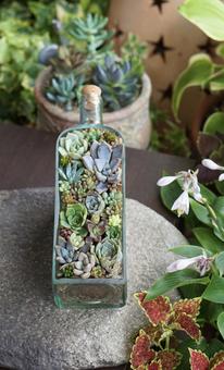 多肉植物の写真