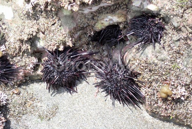 潮が引いた磯のウニ ウニ,棘皮動物,磯の写真素材
