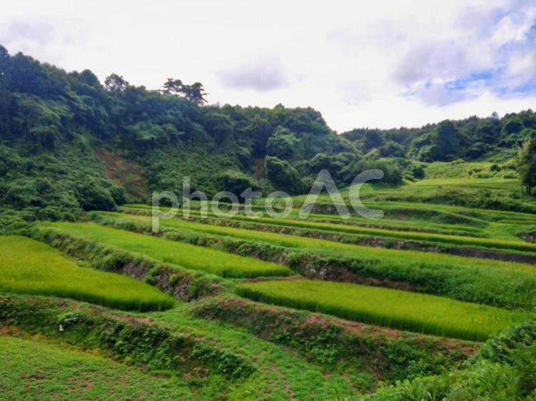 夏の棚田 棚田,夏,緑の写真素材