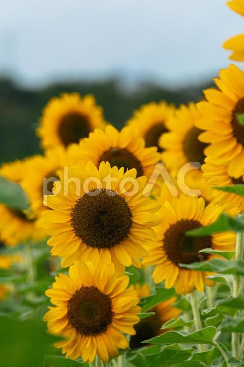 益子町のひまわり畑 夏の花,夏のイメージ,ヒマワリの写真素材