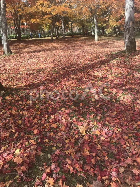 紅葉の絨毯 紅葉,北海道,鹿追町の写真素材