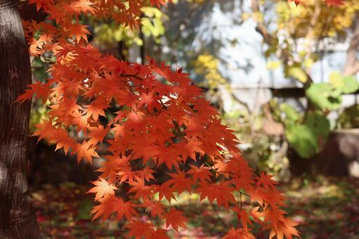 紅葉の葉 紅葉,葉,11月の写真素材