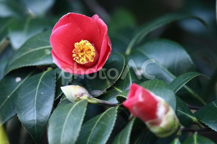 厳冬に凛と咲く 椿,花,ツバキ科の植物の写真素材