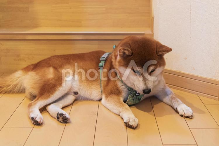 何かを発見して見つめる柴犬 柴犬,しばいぬ,日本犬の写真素材