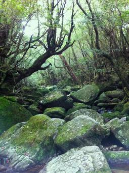 屋久島の森の中03 屋久島の森の中03の写真