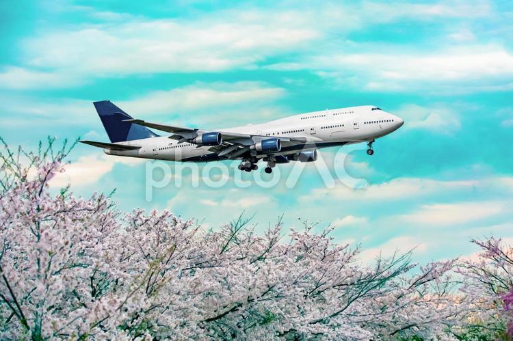 飛行機と桜 飛行機,航空機,旅客機の写真素材