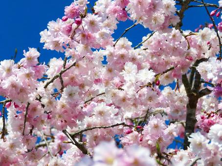 春イメージ〜青空と満開のヤエザクラ 春イメージ〜青空と満開のヤエザクラ サクラ,八重桜,花の写真素材