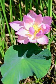 蓮の葉とピンクの花 蓮の葉とピンクの花 ハス,蓮の花,ピンクの写真素材