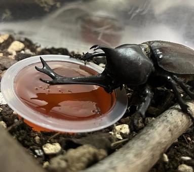 カブトムシ カブトムシ,オス,昆虫の写真素材