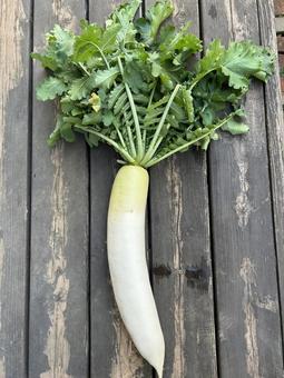 市民農園で収穫した大根 大根,食べ物,食材の写真素材