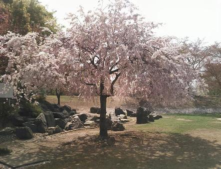 公園一本桜 公園一本桜の写真