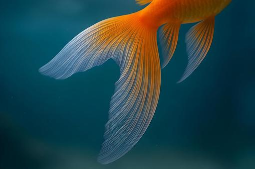 優雅に舞う金魚の尾ひれの写真