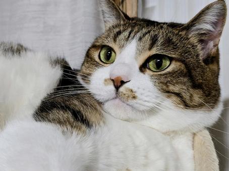 Relaxing cat, JPG