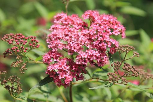 シモツケ・下野　マクロ 親しまれる,ブーケ状,小花集合の写真素材