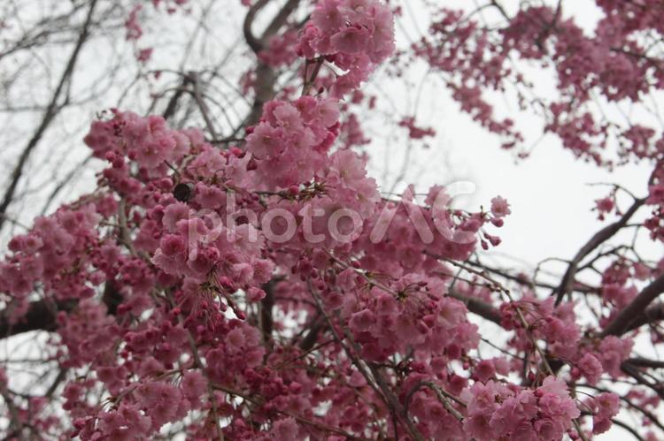 寒緋桜（カンヒザクラ） 寒緋桜,カンヒザクラ,桜の写真素材
