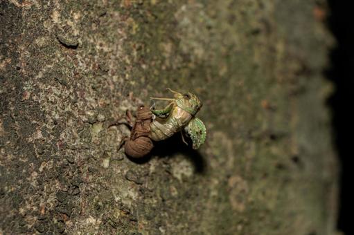 羽化して殻から抜け出した蝉 羽化して殻から抜け出した蝉 動物,野生,樹木の写真素材