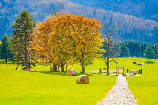 秋の牧場散歩道 散歩道,人々,牧草地の写真素材