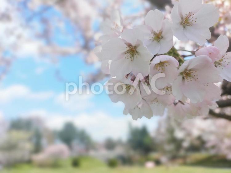 青空とソメイヨシノのアップ５ さくら,春,サクラの写真素材