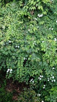 繁茂するマタタビの葉 繁茂するマタタビの葉の写真