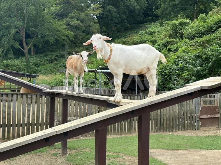 坂を下るヤギ 白やぎ,ヤギ,山羊の写真素材