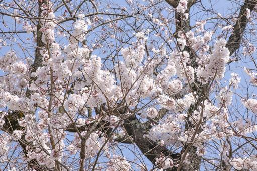 サクラ(ソメイヨシノ) サクラ(ソメイヨシノ) サクラ,桜,満開の写真素材